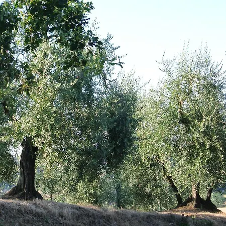 Le Logge Di Caprera 公寓 锡耶纳